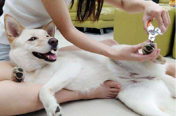 普通剪刀可以给狗狗剪指甲吗，给狗狗剪指甲只是为了避免被抓伤