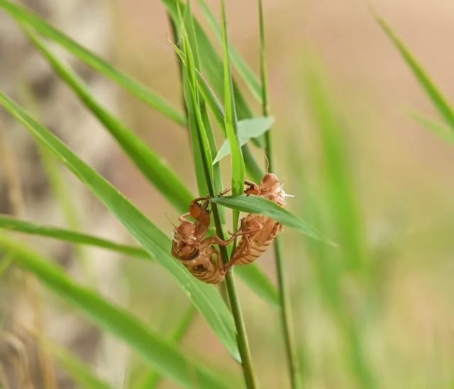 蝉一共有几种种类，青岛当地叫“截流”。主要有三种
