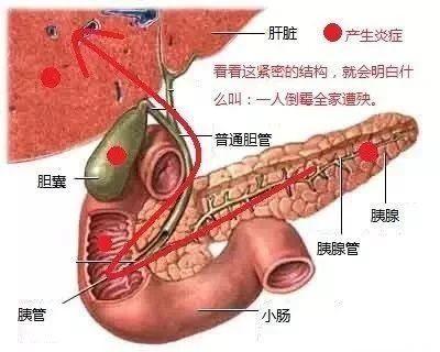 猫肾衰竭糖尿病(猫肾衰竭治愈率)