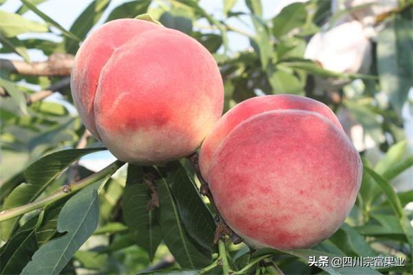 桃树全年施肥表，桃子树什么时候施肥