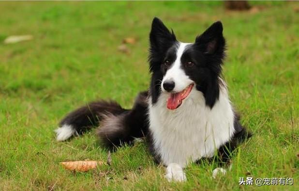 边境牧羊犬智商，边境牧羊犬聪明排名第几（都说边境牧羊犬聪明）