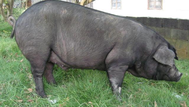 成都的四大特产是什么，四川成都这四种特产