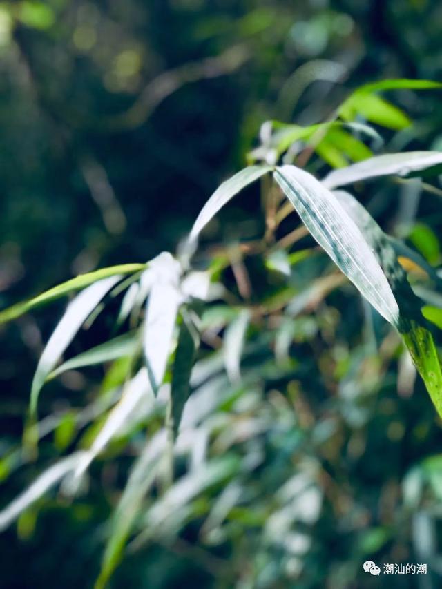 闽北之行武夷山一线天，武夷山旅记（武夷山：我家最窄仅30厘米）