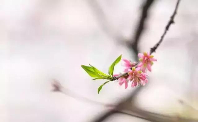 春的别称一个字，春天的称呼大全