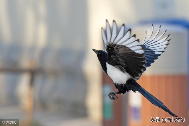农村最常见的四种动物，它的出现预示着好运到