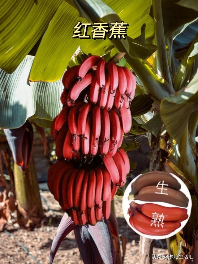 香蕉还能这样吃好看又好吃，你了解它们的品种吗