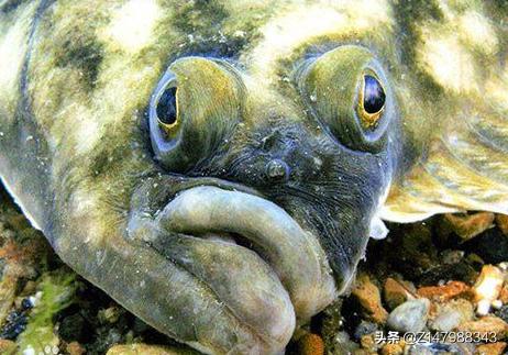 青岛餐桌常见的海货，比目鱼怎么吃出是活鱼