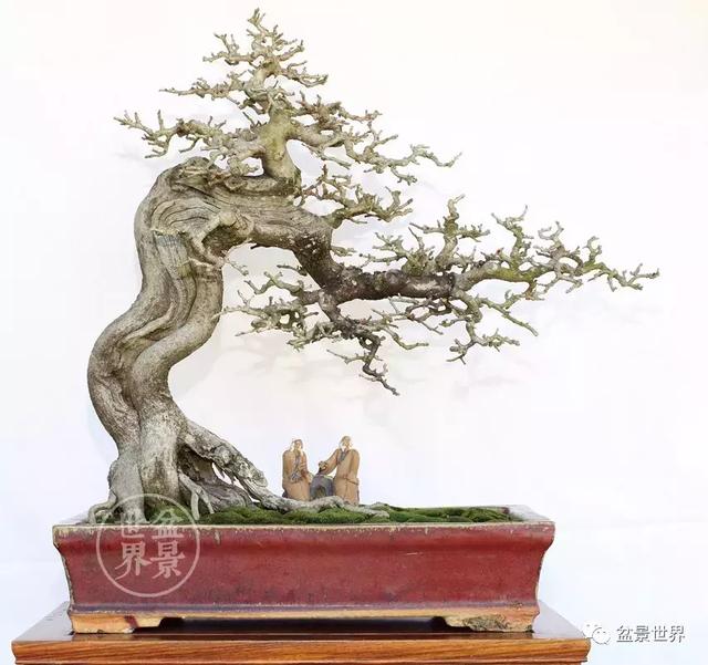 黄杨盆景大全，黄就成老师盆景精品欣赏