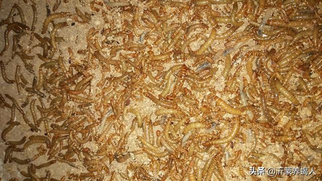 黄粉虫养殖技术，养黄粉虫的正确方法是什么（给观赏鱼投喂黄粉虫有何注意事项）