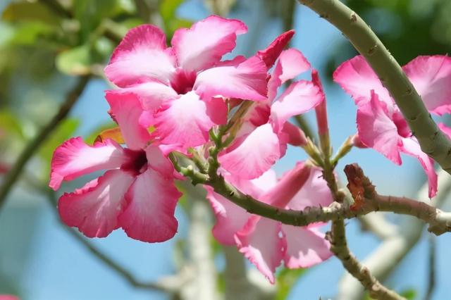 沙漠玫瑰怎么养，沙漠玫瑰的养殖方法多久能开花（真正会养的只需做5点）