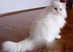 世界上可爱的十大猫咪，盘点世界上最可爱的十大猫咪