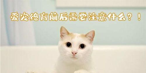 猫咪做完绝育注意事项，猫咪绝育前后注意事项