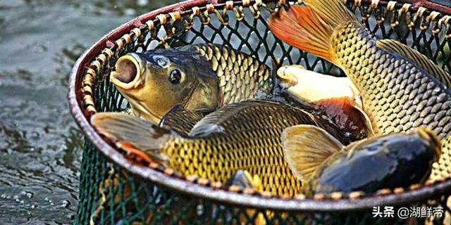 微山湖最有名的特产，第一个人人喜欢吃