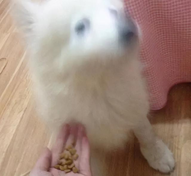 星期狗的特点和习惯，如果狗狗有这些特征