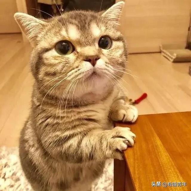 绿萝对猫有毒吗，猫咪吃了一口绿萝