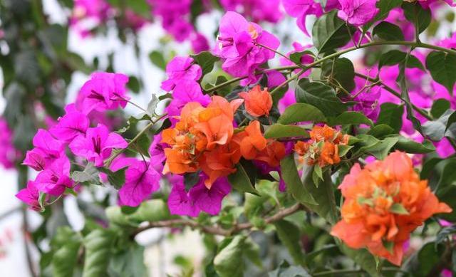 三角梅怎么过冬，三角梅过冬的养殖方法