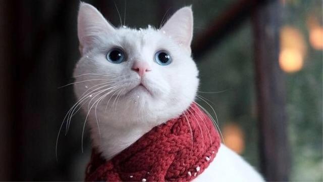 猫咪换牙后要注意什么，猫咪多大开始换牙