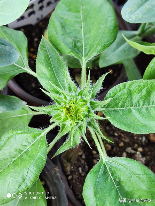 向日葵泰迪熊种子，夏天收获一片花海