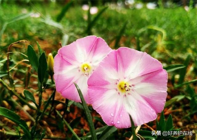喇叭花什么时候开，喇叭花一般几点开放（喇叭花在什么季节开花）