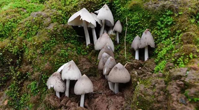 云南最好吃的野生菌在哪，中国最浪漫城市非她莫属