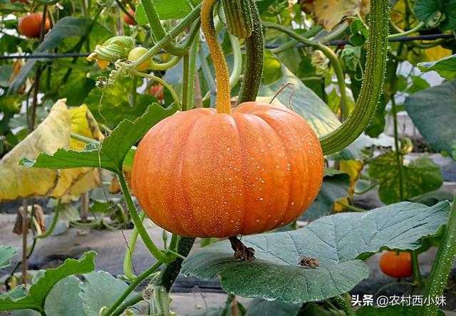种植南瓜的步骤有哪些，南瓜种植时间和方法