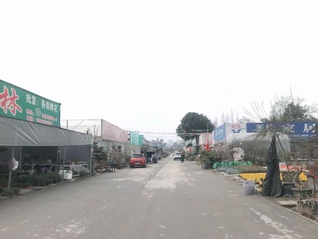 成都便宜的花卉市场在哪里，“214”探访成都万福花市