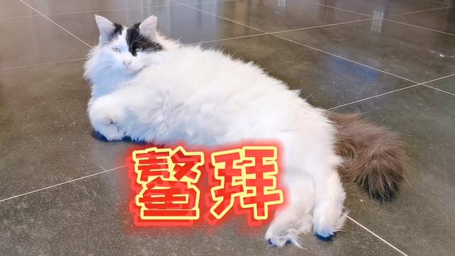 故宫最胆小御猫，我们只是惊呼是不够的