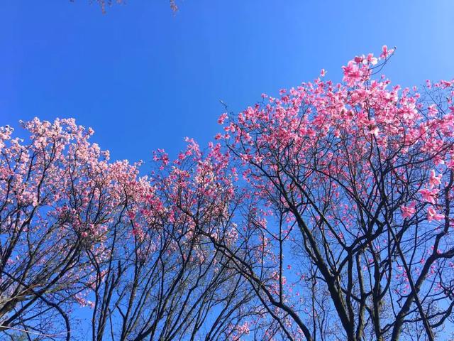 成都樱花游玩攻略，浪漫辛夷花海开放