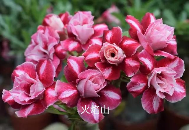 沙漠玫瑰怎么养，沙漠玫瑰的养殖方法多久能开花（真正会养的只需做5点）