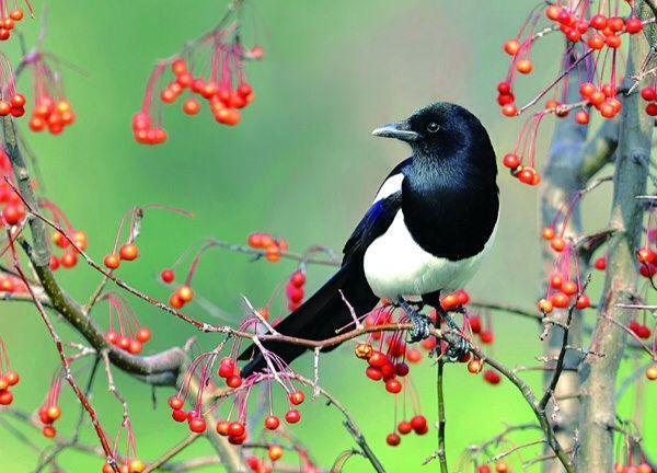 各国国鸟有哪些，世界各国国鸟大全