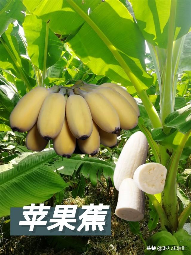 香蕉还能这样吃好看又好吃，你了解它们的品种吗