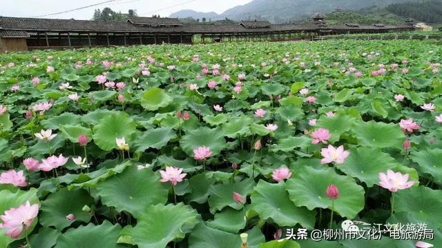 三江必去的景点，三江旅游攻略必玩的景点