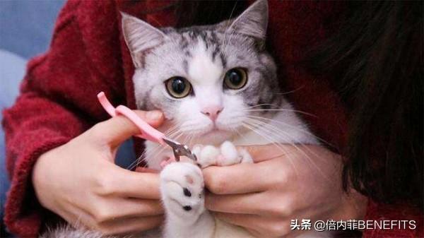 给猫洗澡的水温，给猫咪洗澡的步骤及建议（铲屎官给爱猫洗澡常受伤）