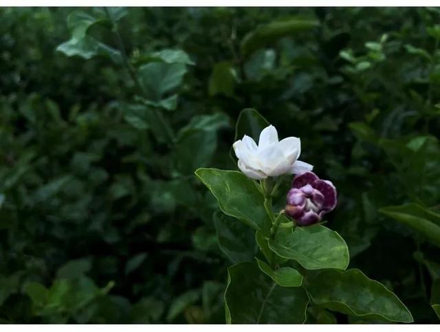 茉莉花茶的作用养护方法，茉莉花茶就是用茉莉花泡的