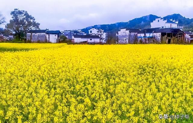 最佳油菜花观赏地，快来这里看油菜花海