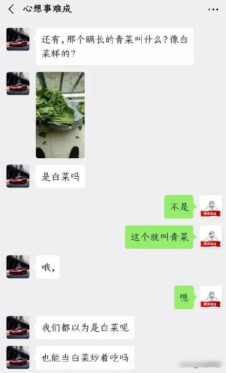 儿菜的食用方法，儿菜怎么吃这8种四川人冬季最爱的蔬菜