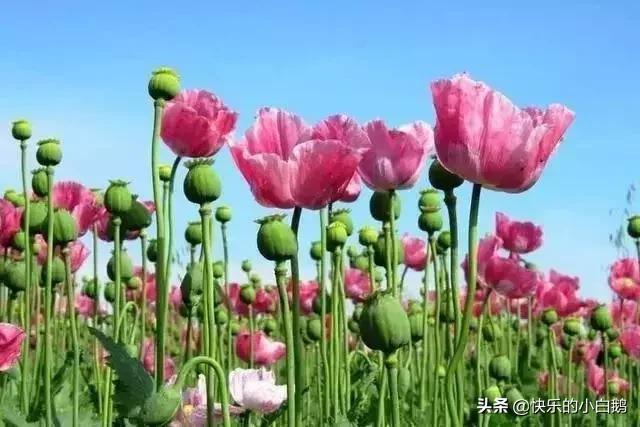 全球最漂亮罕见的花的花语，世界上最稀奇美丽的花有那些