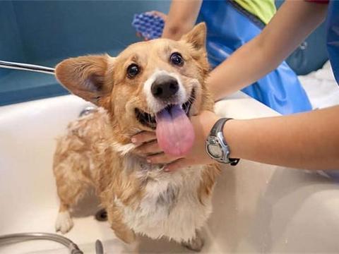 养狗狗需要注意什么事项，这几种养狗方式