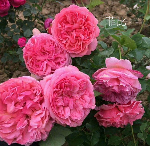 奥斯汀月季哪种最经典，香味浓郁还好养活。香味控别错过