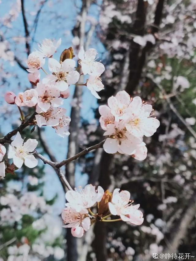 春夏秋冬四季什么花好看，这十种花几乎一年四季都开花