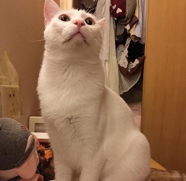 猫咪起什么名字最好听母猫，中国铲屎官绝对把气质