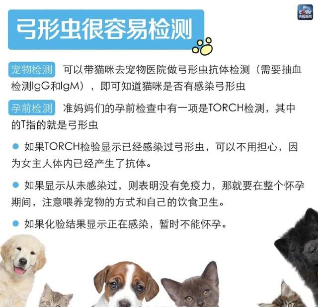 怀孕后就不能养猫了吗，这个黑锅猫主子不背