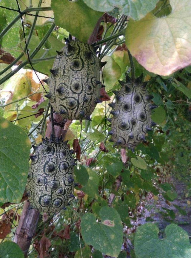 火焰参的功效与作用，火参果栽培技术