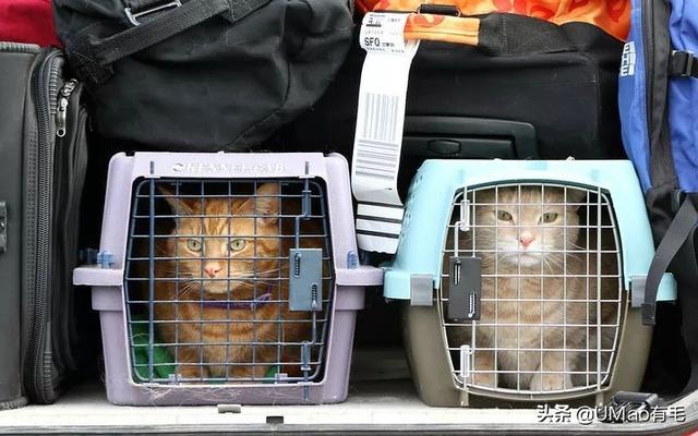 飞机托运猫咪流程，需要办理什么手续