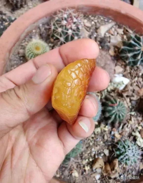 蜜蜡认主人的表现，蜜蜡的基本认识（蜜蜡佩戴有什么样的规则呢）