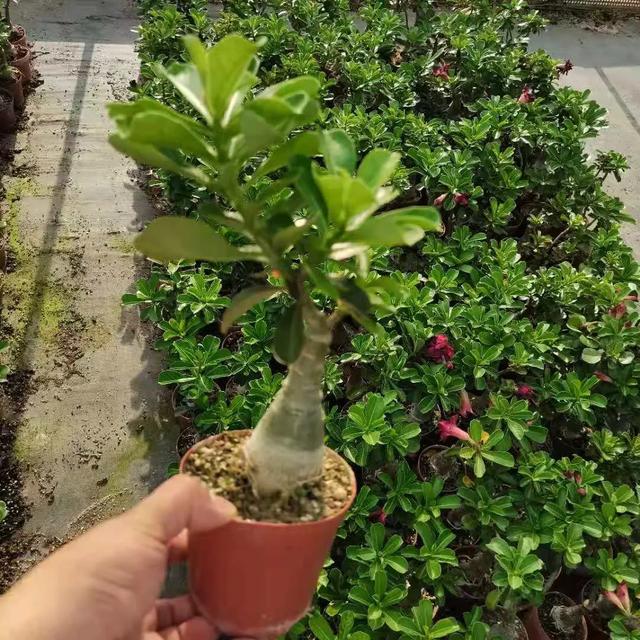 沙漠玫瑰怎么养，沙漠玫瑰的养殖方法多久能开花（真正会养的只需做5点）