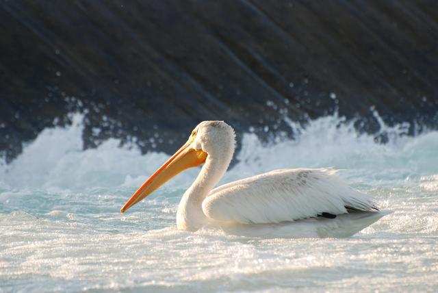 白眉地鸫科鸟有几种，中国鸫科鸟类