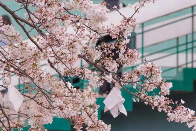春天踏春赏花时间表，2023春日赏花踏青去哪