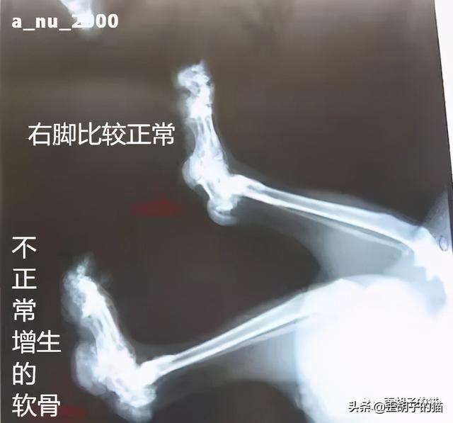 你真的了解可爱的折耳猫吗，折耳猫和半折耳猫有区别吗