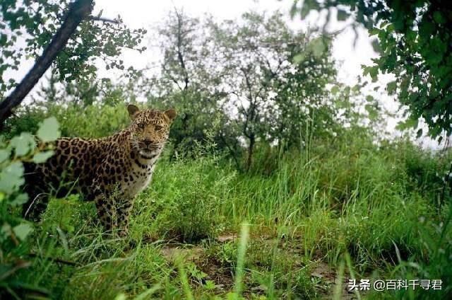 豹虎猫科动物图鉴，盘点所有猫科动物的杂交品种